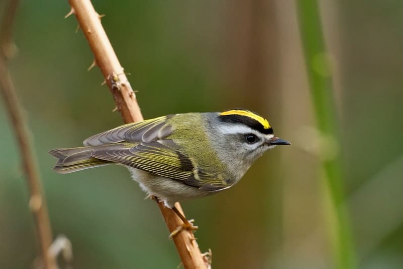 Golden-crowned Kinglet