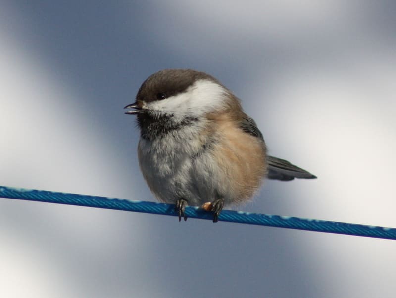 Gray-headed Chickadee