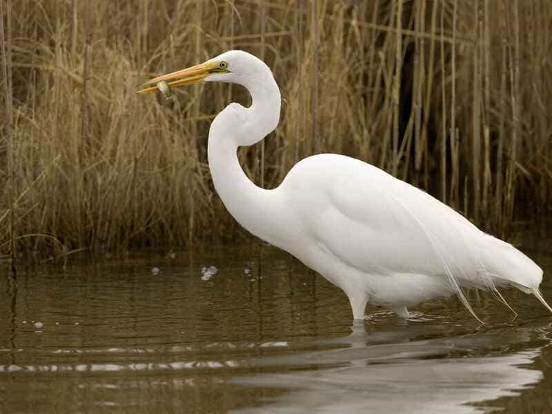 Great Egret White Birds with Long Necks