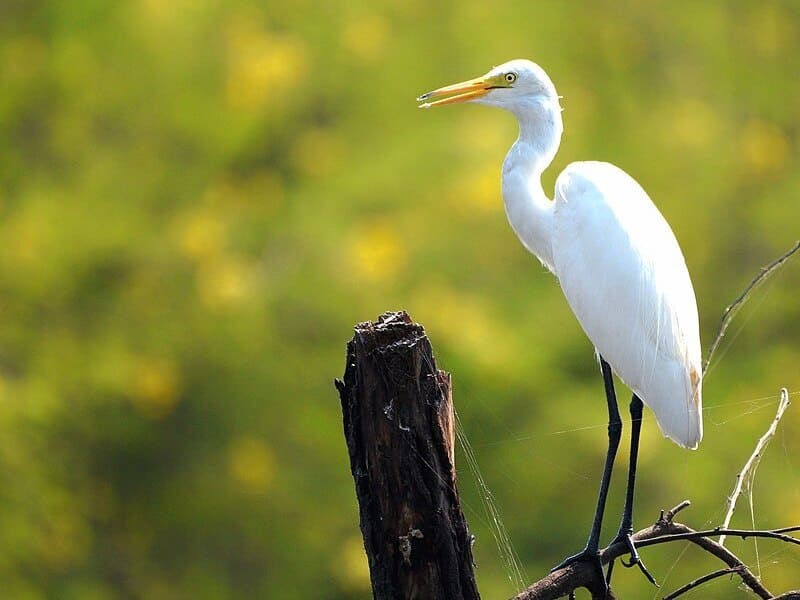 White Birds with Long Necks