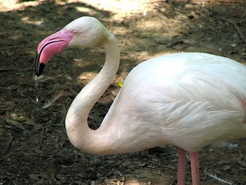 White Birds with Long Necks