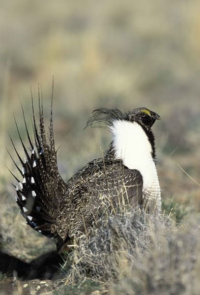 Greater sage-grouse