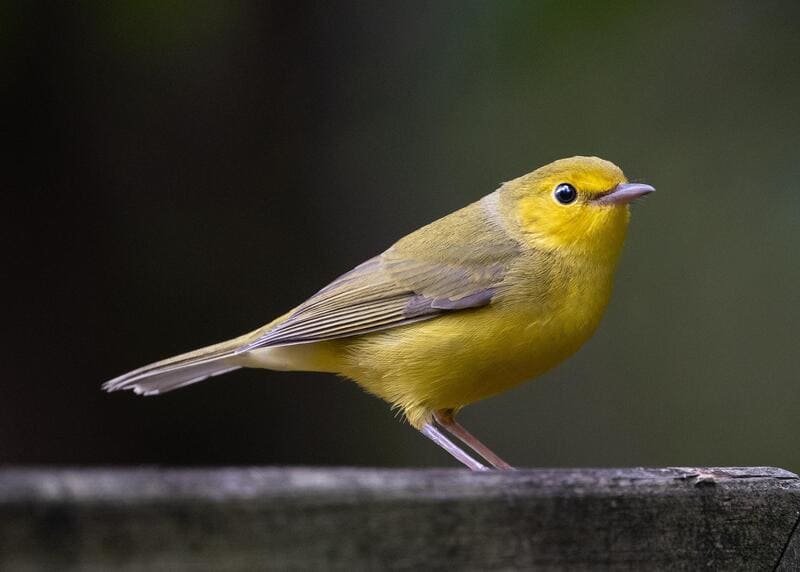 Hooded Warbler yellow birds with black wings