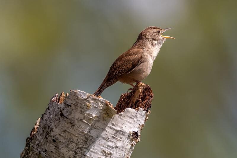 House Wren