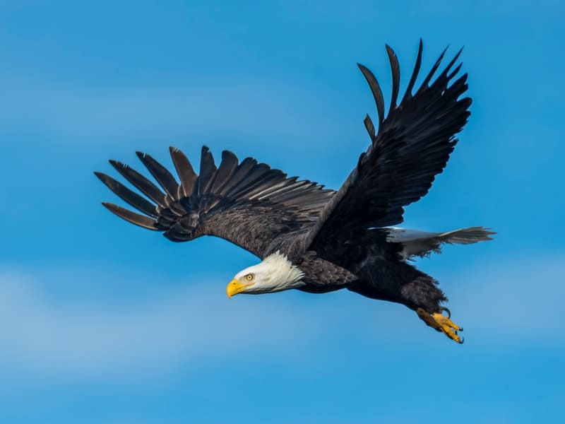 How fast can a golden eagle fly