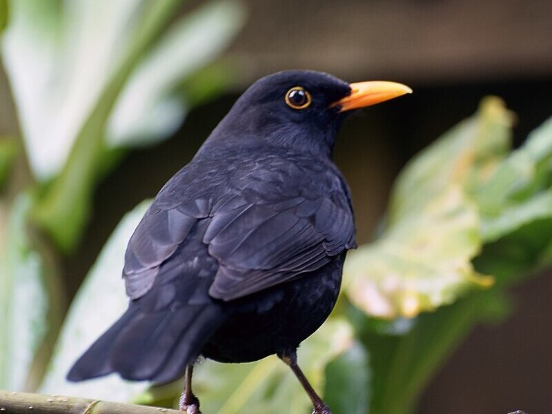 How to keep blackbirds away from feeder