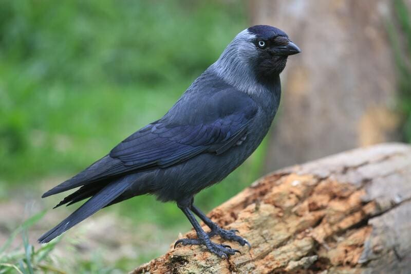 Blue and Black Bird