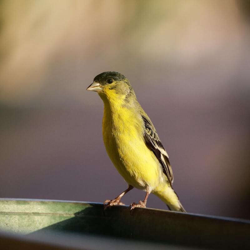 Lesser Goldfinch