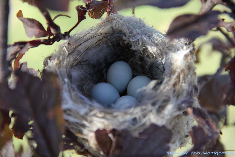 Lesser Goldfinch eggs