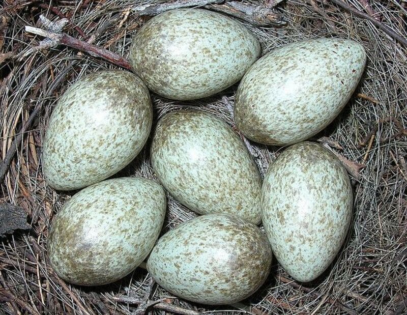 Magpie eggs