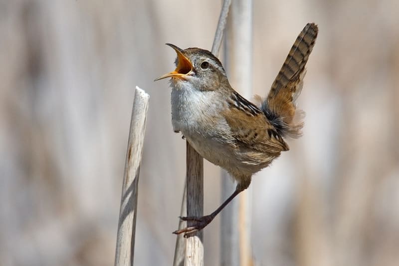 Marsh Wren