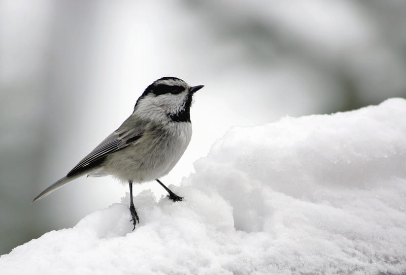 Mountain Chickadee