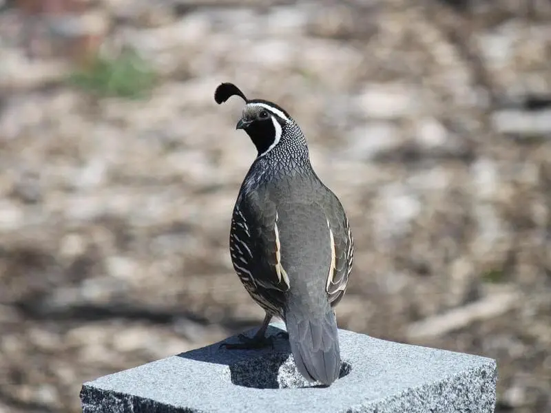 Mountain Quail