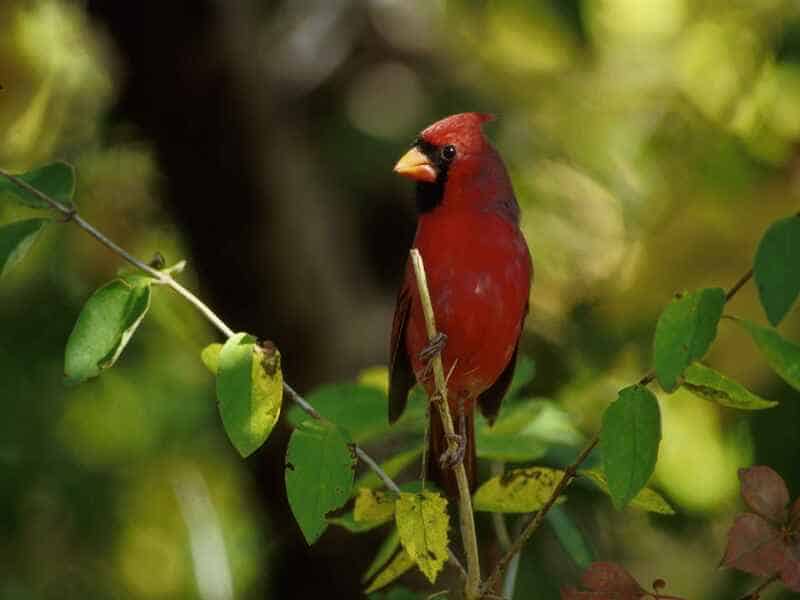 Northern Cardinal perched on a branch with leaves