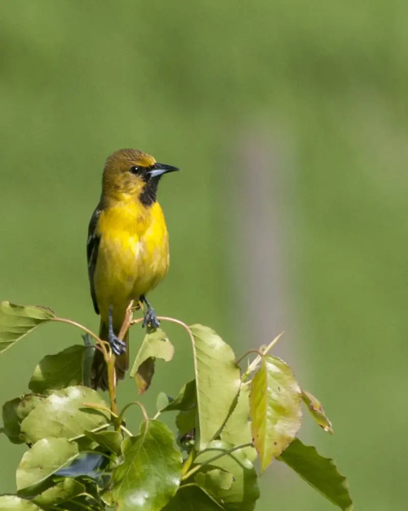 yellow birds with black wings