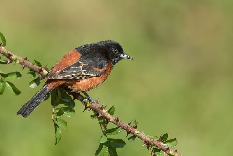 Orchard Oriole