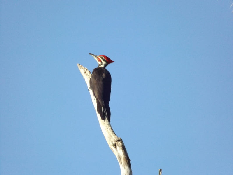 Pileated Woodpecker facing back looking for food