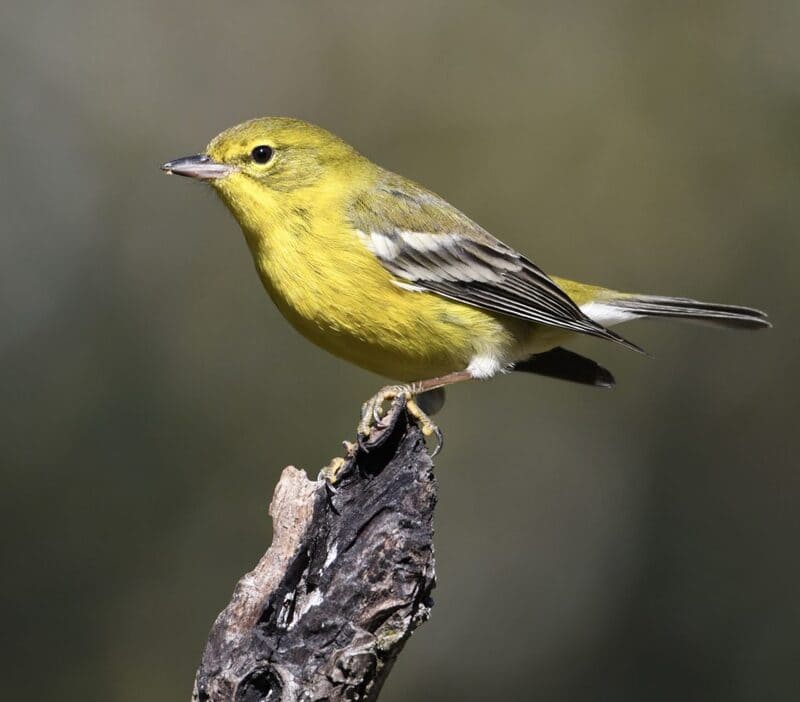 Pine Warbler