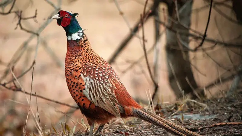  Birds that look like Turkey