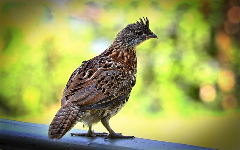 Ruffed Grouse