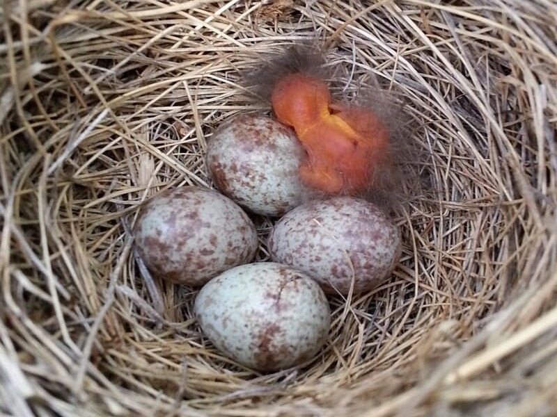 How long does it take for sparrow eggs to hatch?