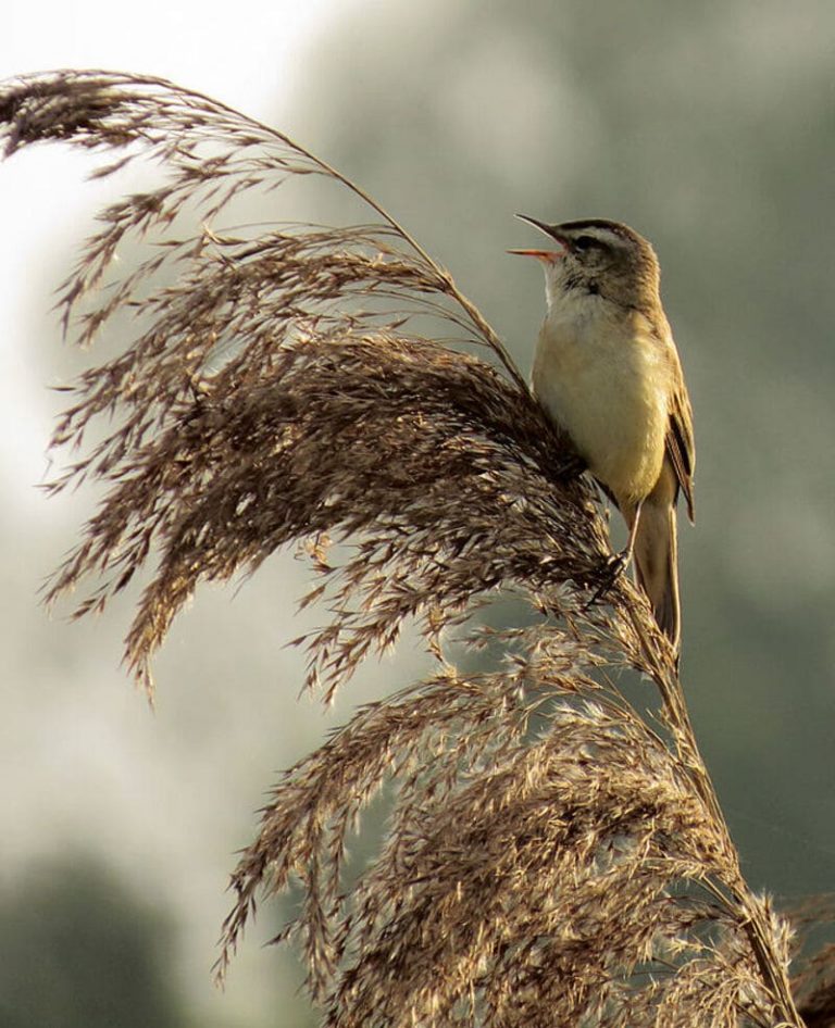 11 Small Birds with a Long Beak (With Photos) | BirdieExpert.com