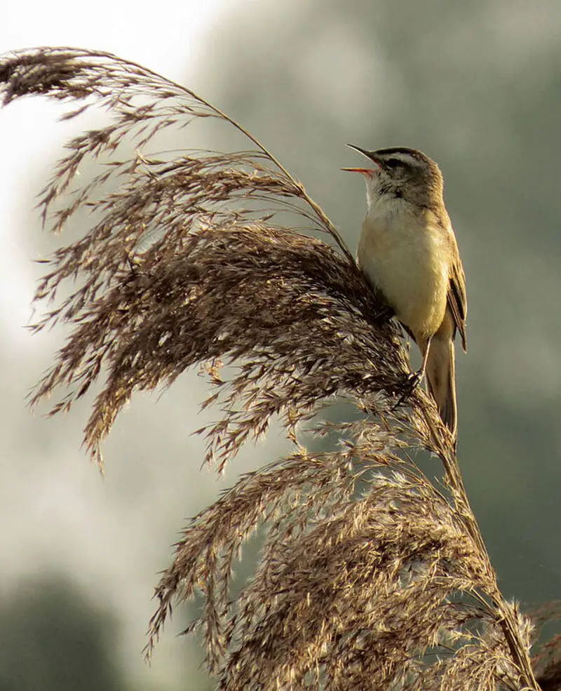 Sedge Warbler