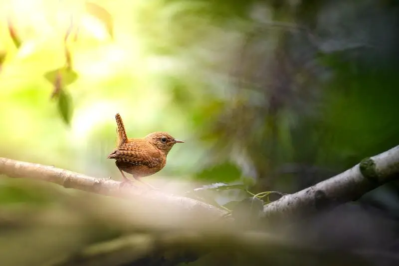 Sedge Wren