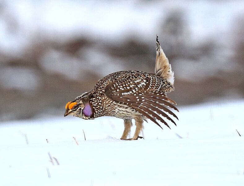 Birds that look like Turkey