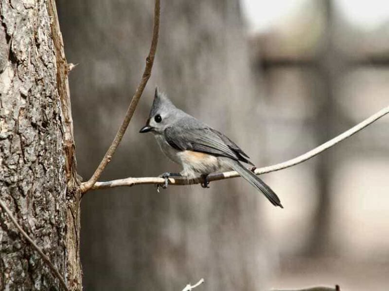10 Small Gray Birds With White Bellies