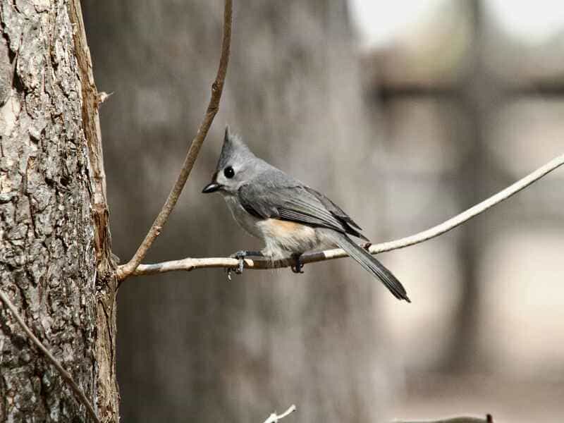 11 Small Gray Bird with White Belly