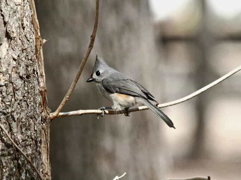 10 Small Gray Birds With White Bellies (With Images) — Watching Animals