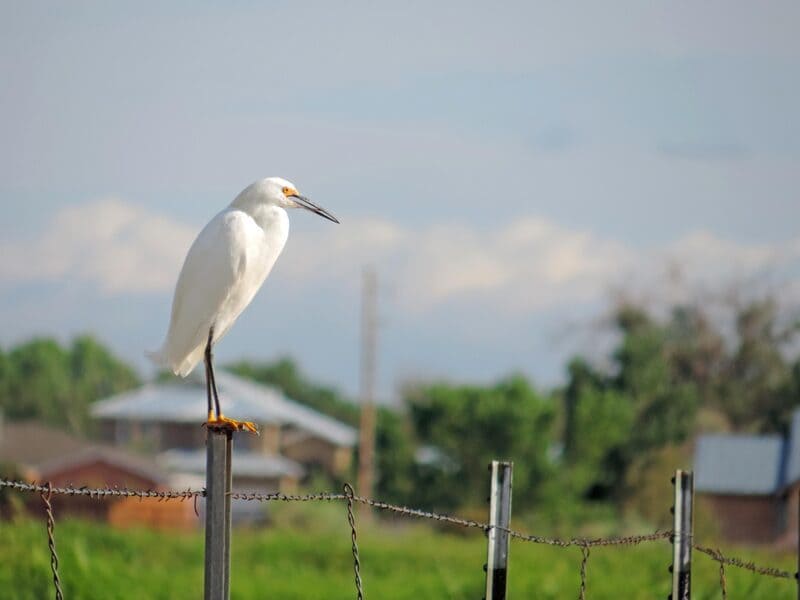 Snowy Egret