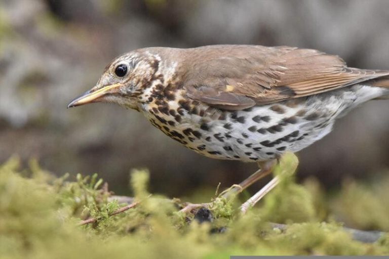 15 Birds That Lay Blue Eggs (Identification With Photos)