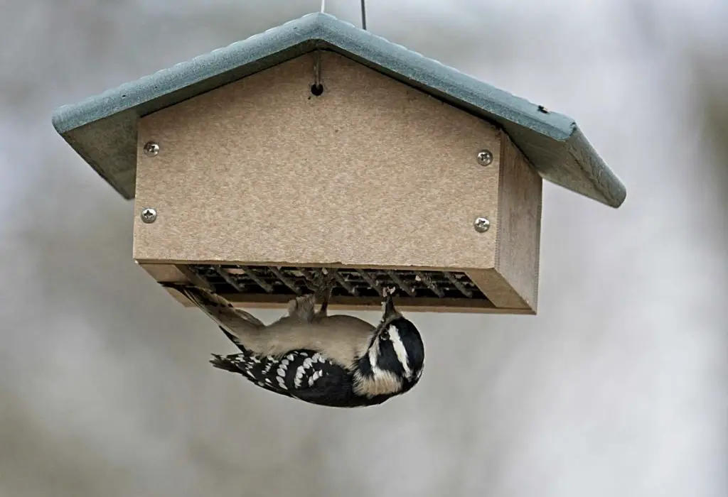 Starling-Proof Suet Feeder