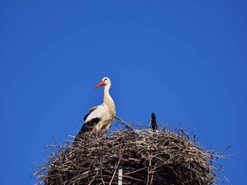 Stork