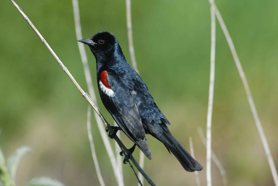 Tricolored Blackbird