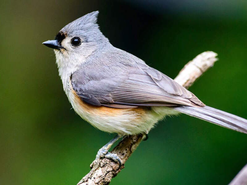 Tufted Titmouse