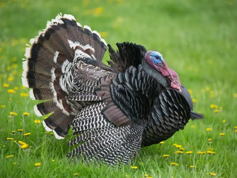 Birds that look like Turkey