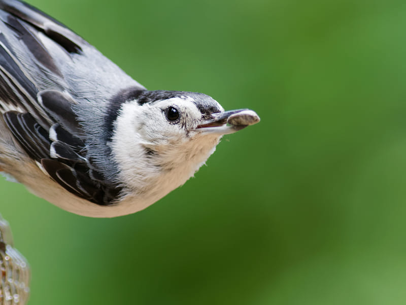 Birds Similar to Chickadee