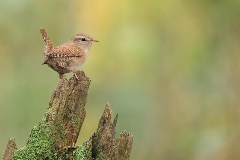 Winter Wren