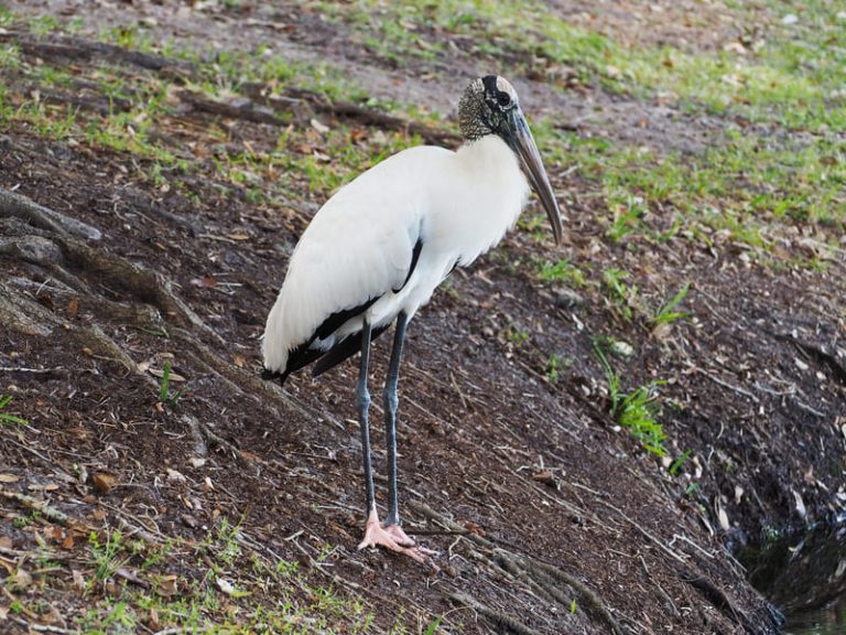 10 White Birds With Long Necks 