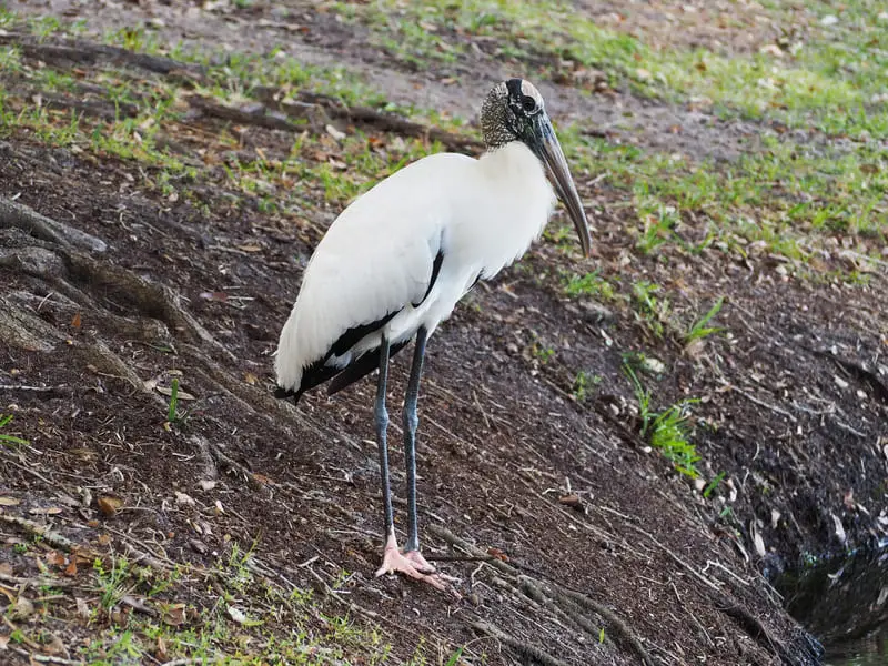 Wood Stork