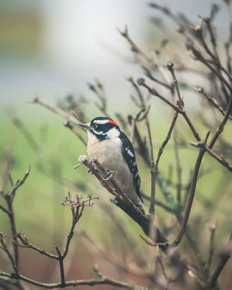 What do Woodpeckers Eat?
