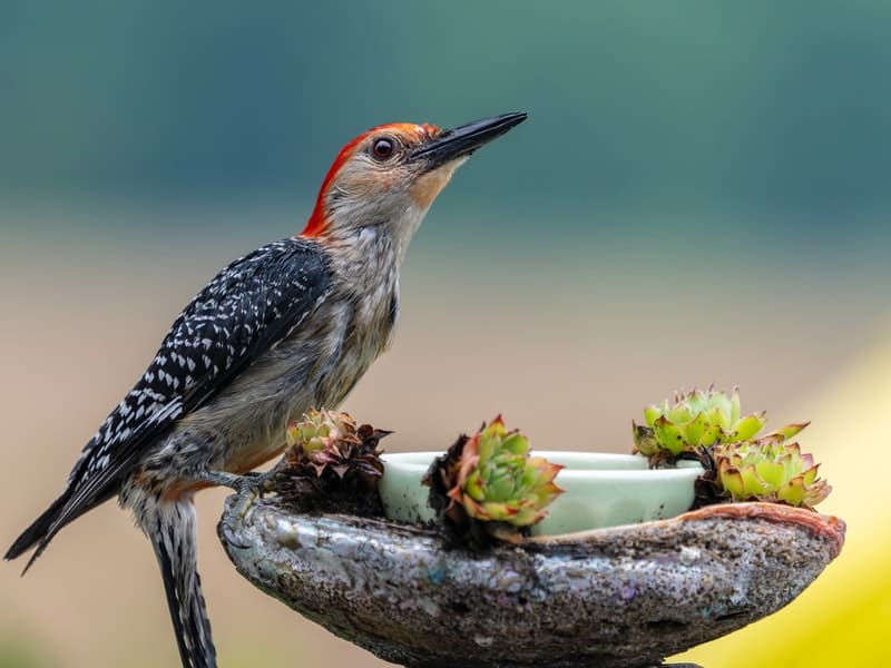 What do Woodpeckers Eat