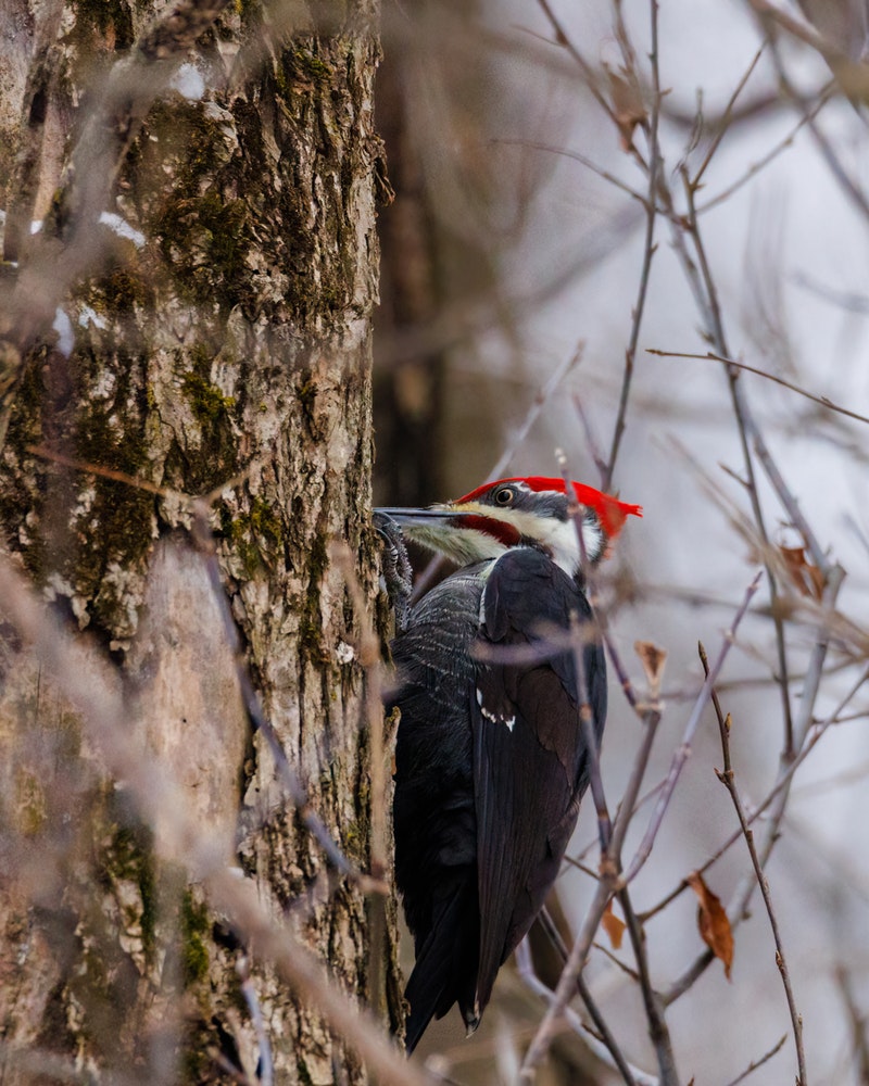 Woodpeckers-in-nature