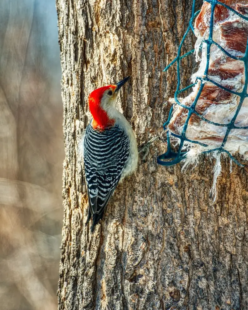 Woodpecker