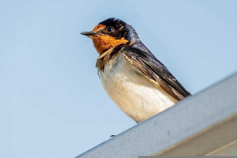 Barn Swallow