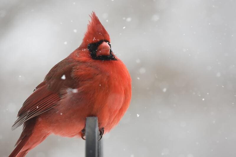 Cardinals sleep at night in winter