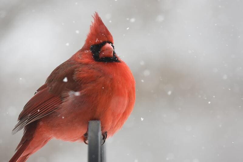 cardinal